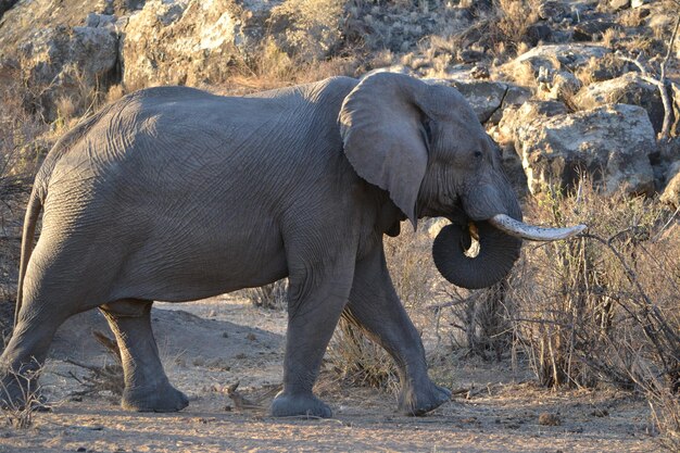 Foto zijdebeeld van een olifant die op het veld staat
