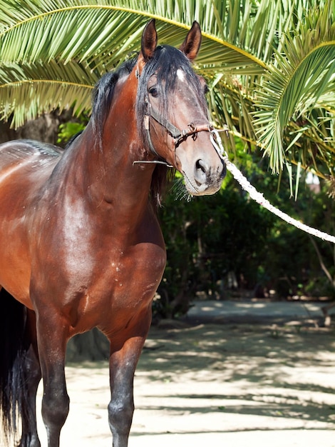 Foto zijdebeeld van een paard dat bij bomen staat