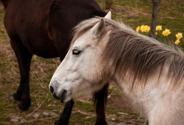 Zijdebeeld van een paard dat op het veld staat