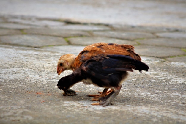 Foto zijdebeeld van een vogel die eet