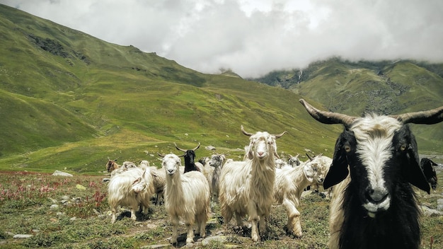 Zijdebeeld van geiten op het landschap