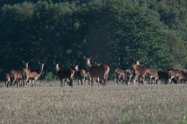 Zijdebeeld van herten op het landschap