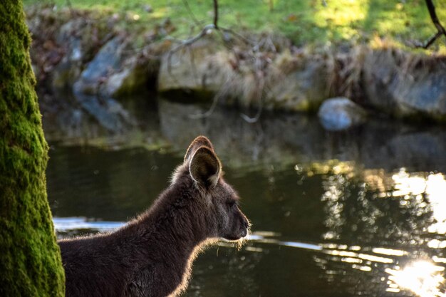 Foto zijdebeeld van paard in het meer