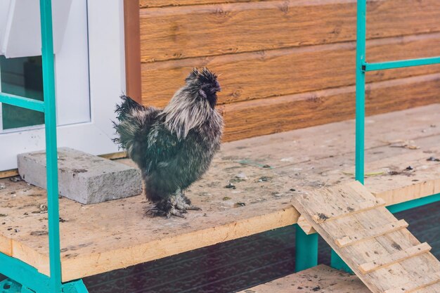 Foto zijdehoen: grijze haan. silkie - een ongewoon ras pluimvee met pluizige, zoals wollen veren en zwart leer. selectieve focus afbeelding