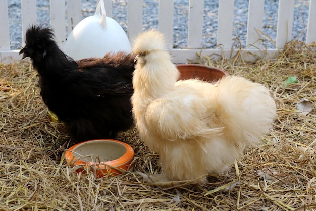 Zijdehoen kip witte en zwarte kip eten eten op de boerderij Selectieve aandacht Dier en vee