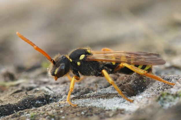 Zijdelingse close-up van een vrouwelijke Gooden's nomadenbij, Nomada goodeniana zittend op een stuk hout