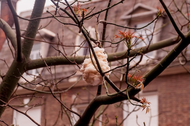 Foto zijdezijdeboom ceiba speciosa katoen in de boom