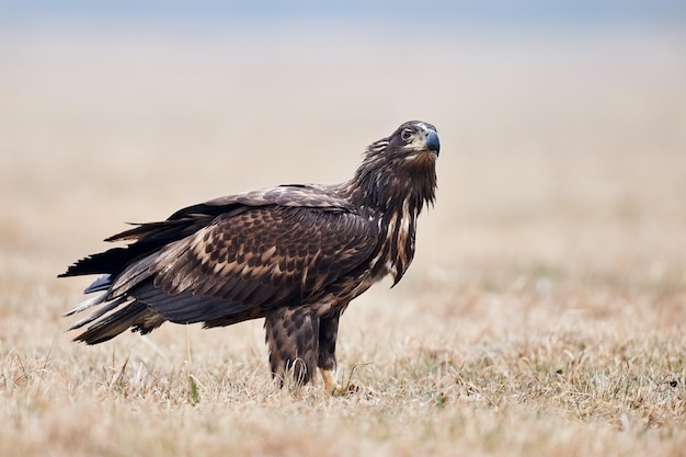 Zijkant van adelaar op grasveld