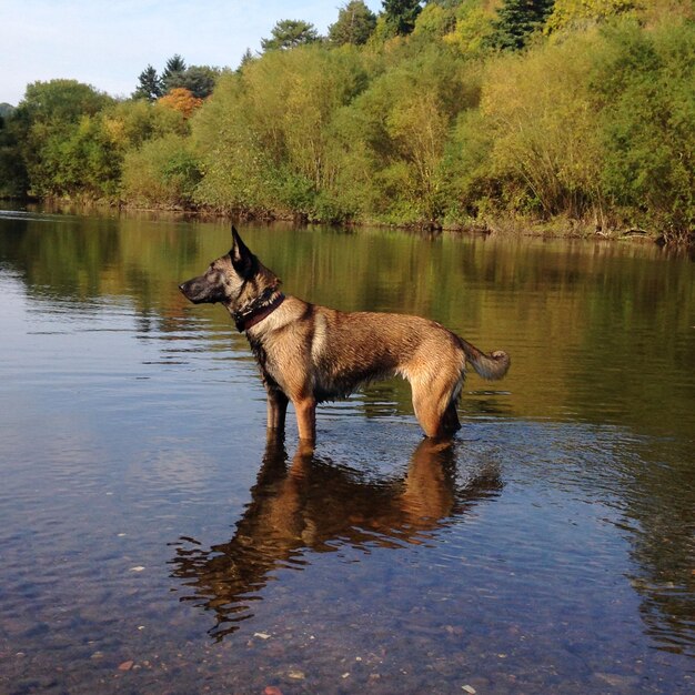 Foto zijkant van de belgische malinois in de rivier