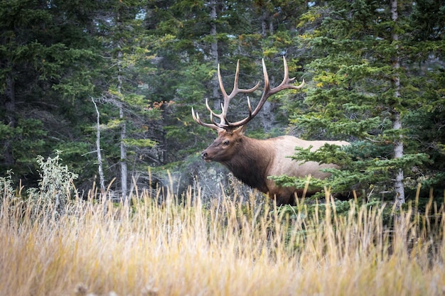 Zijkant van de eland Cervus canadensis die uit het bos komt