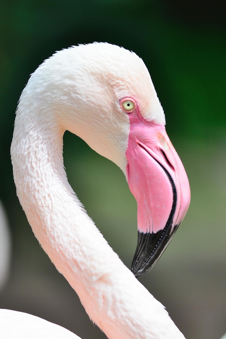 Foto zijkant van de flamingo