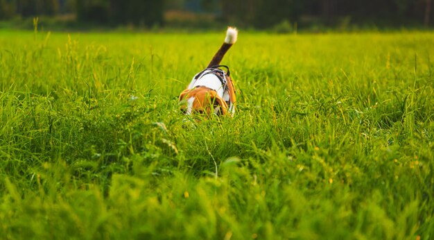 Foto zijkant van de hond op het veld