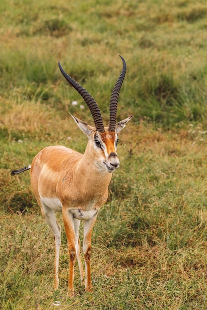 Zijkant van de impala antilope op het veld