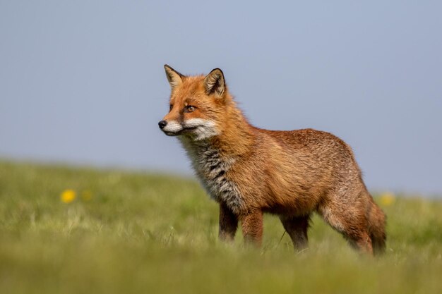 Foto zijkant van de kat op het veld