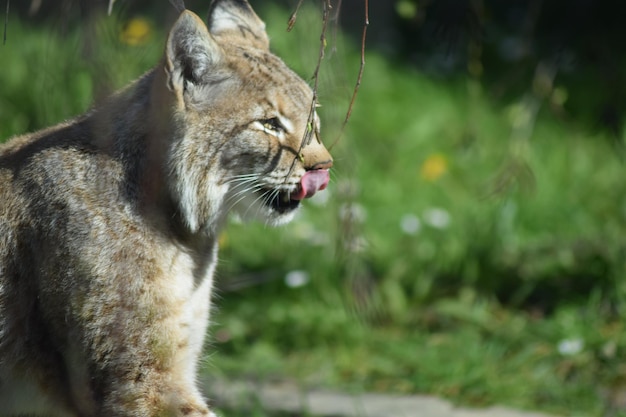 Foto zijkant van de lynx