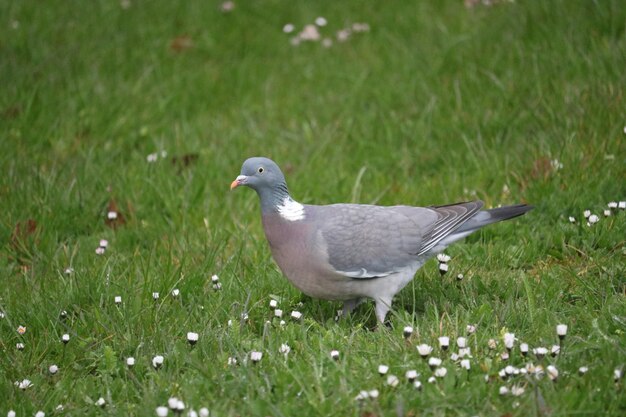 Foto zijkant van een duif op het gras