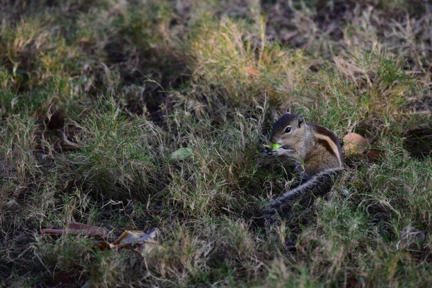 Foto zijkant van een eekhoorn op het veld