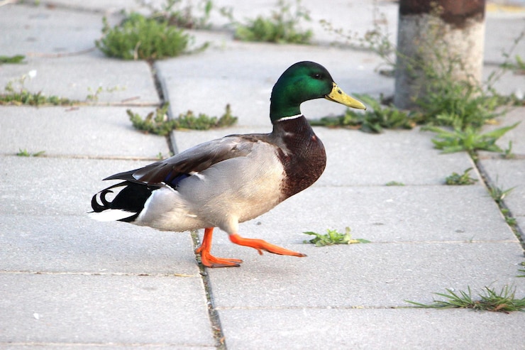 Foto zijkant van een eend