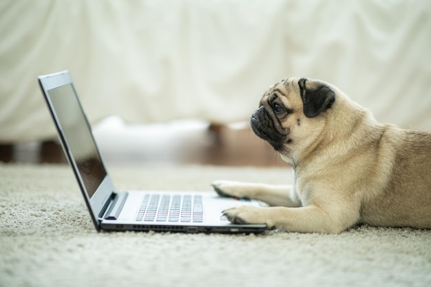 Foto zijkant van een hond die naar een laptop kijkt