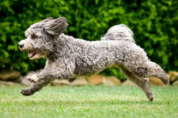 Foto zijkant van een hond die op het gras loopt