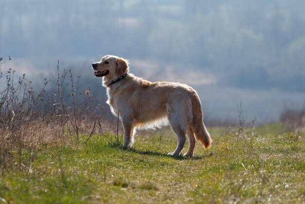 Foto zijkant van een hond die op het veld staat