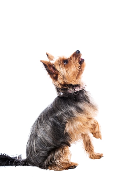 Zijkant van een hond op een witte achtergrond