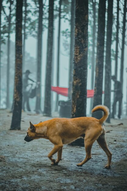 Foto zijkant van een hond op het land