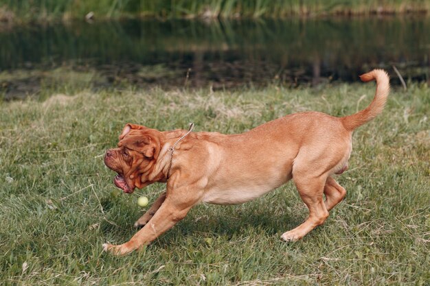 Foto zijkant van een hond op het veld