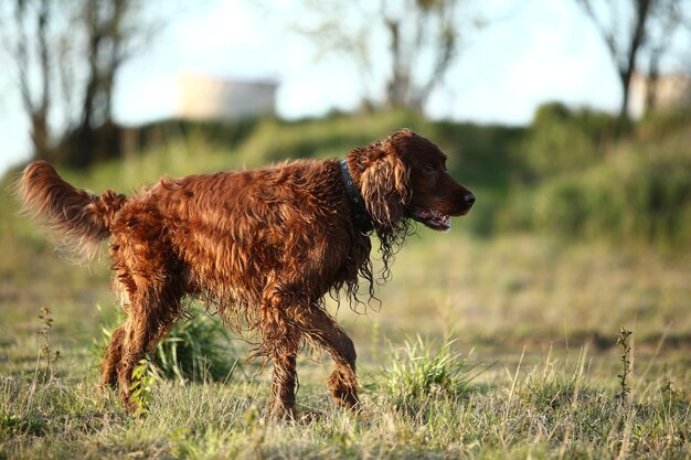 Zijkant van een hond op het veld