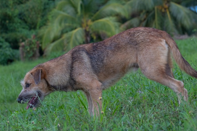 Foto zijkant van een hond op het veld