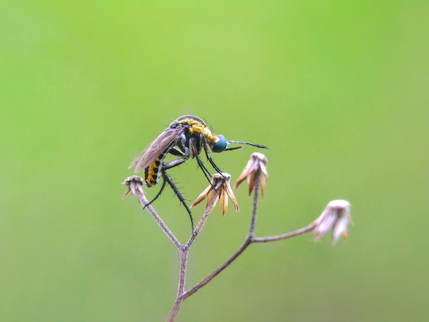 Zijkant van een insect op de stengel