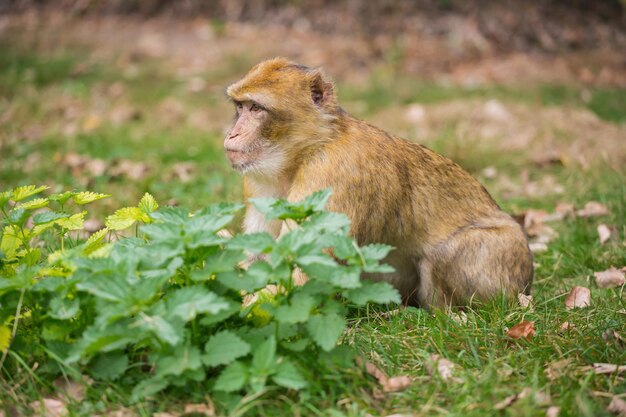 Foto zijkant van een kat die op het veld zit