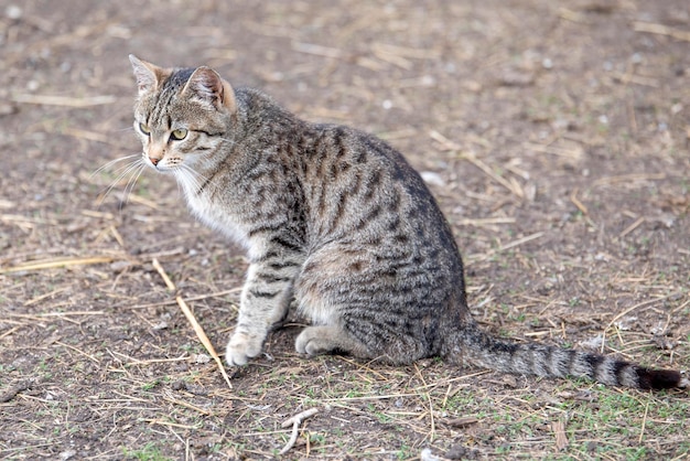 Foto zijkant van een kat die wegkijkt