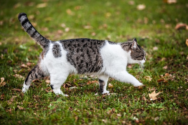 Foto zijkant van een kat op het veld