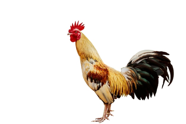 Zijkant van een kleurrijke haan tegen een witte achtergrond