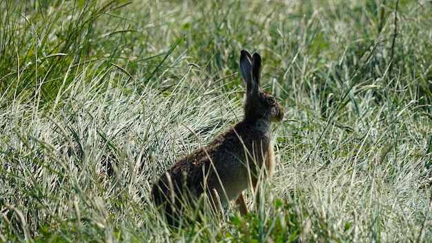 Zijkant van een konijn op het veld