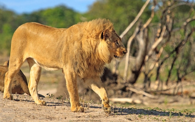 Zijkant van een leeuw die op het veld loopt in het Hwange National Park