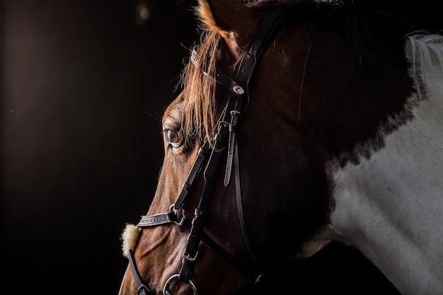 Zijkant van een paard dat in een donkere kamer staat