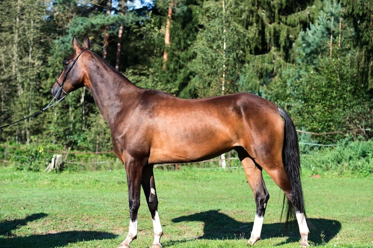 Foto zijkant van een paard dat op een grasveld staat