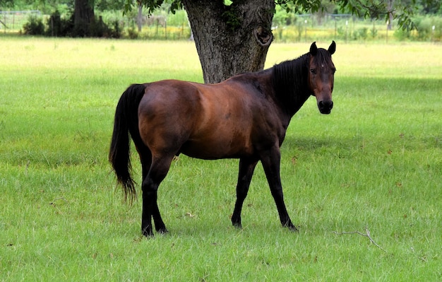 Zijkant van een paard dat op een grasveld staat