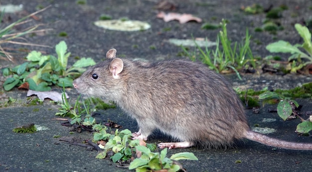 Foto zijkant van een rat op het land