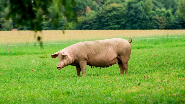 Foto zijkant van een schaap op het veld.