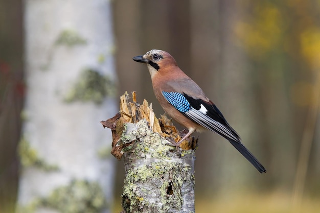 Zijkant van een vogel die op een boomstam zit