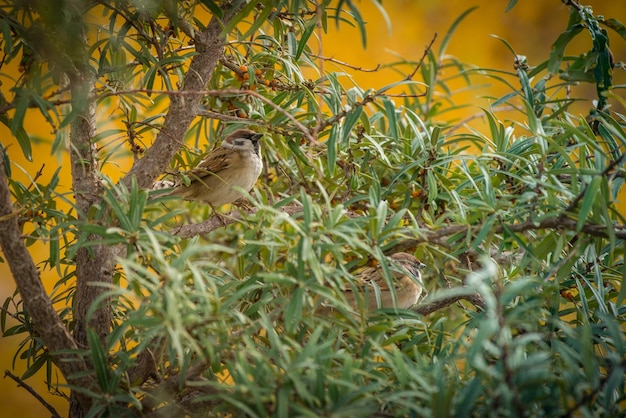Zijkant van een vogel die op een tak zit