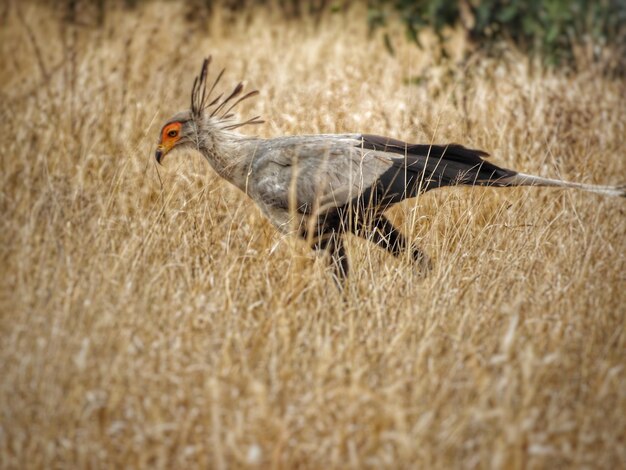 Foto zijkant van een vogel die over het land vliegt