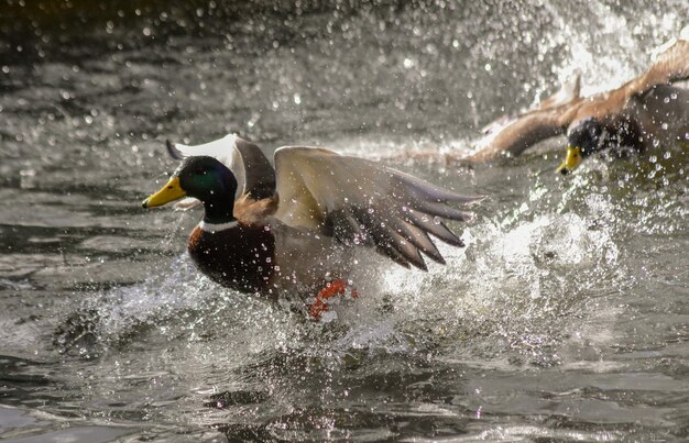 Zijkant van een vogel in het water