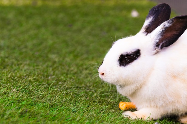 Zijkant van een wit konijn dat op het gras rust