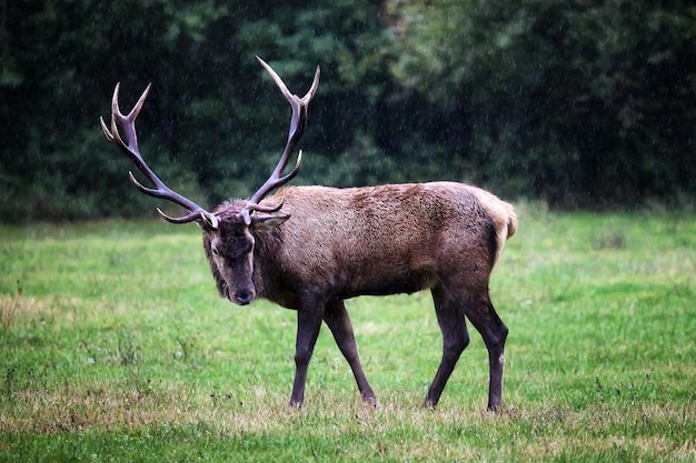 Zijkant van herten die op het veld staan