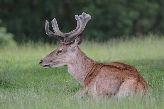 Foto zijkant van herten op het veld