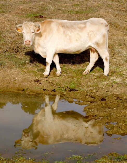 Foto zijkant van het drinkwater van paarden